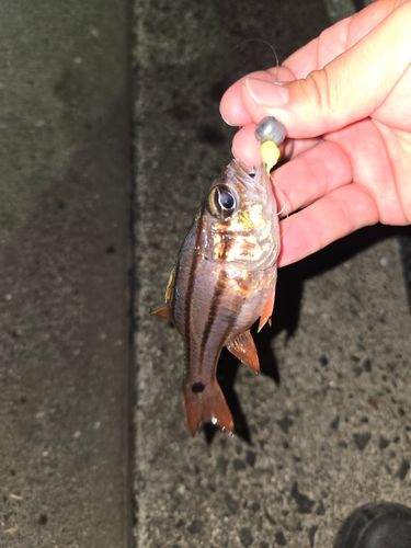 ネンブツダイの釣果