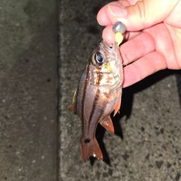 ネンブツダイ