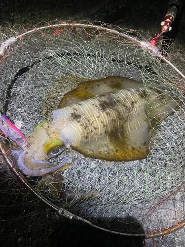 アオリイカの釣果