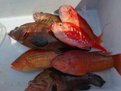 ヤミハタの釣果