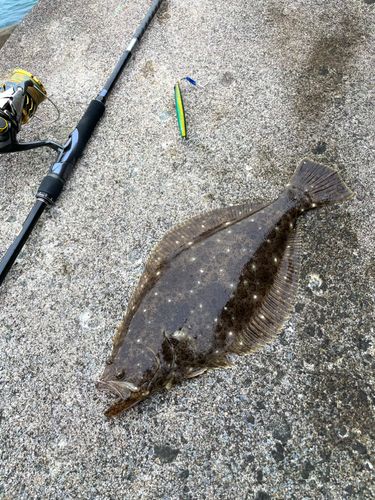 ヒラメの釣果
