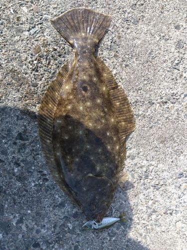 ヒラメの釣果