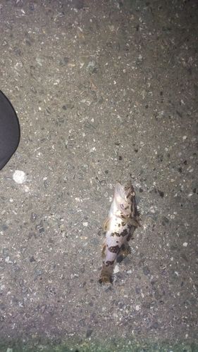 タケノコメバルの釣果