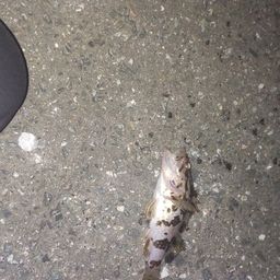 タケノコメバル