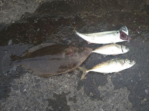 ヒラメの釣果