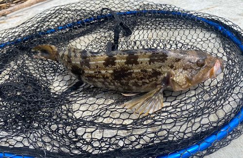 アイナメの釣果