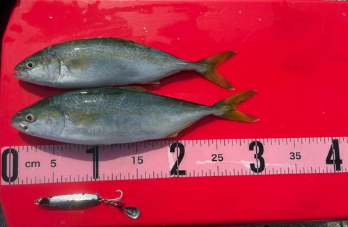 ツバスの釣果