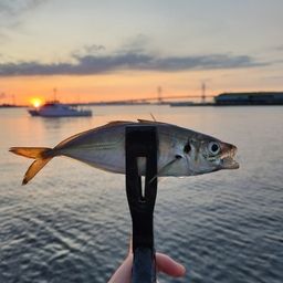 アジ