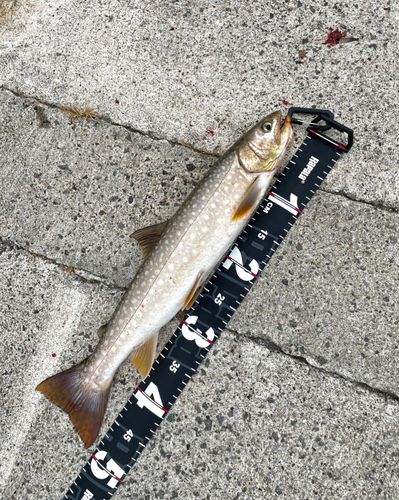 アメマスの釣果
