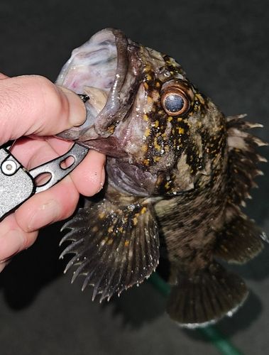 オウゴンムラソイ