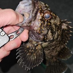 オウゴンムラソイ