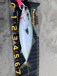 ワラサの釣果