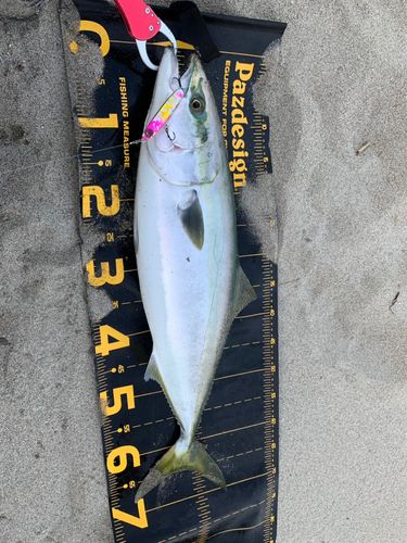 ワラサの釣果