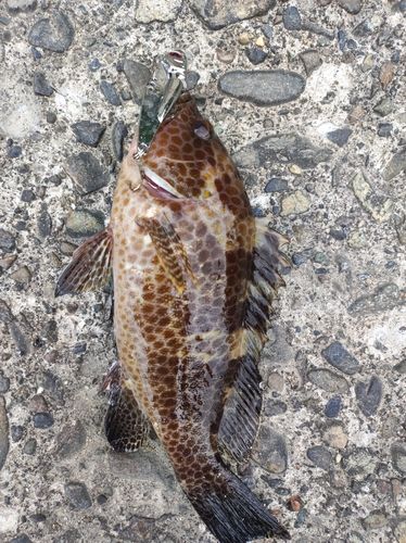 オオモンハタの釣果