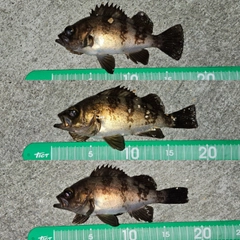 メバルの釣果