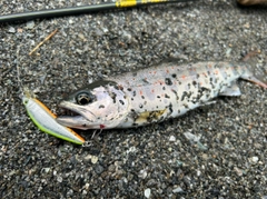 アマゴの釣果