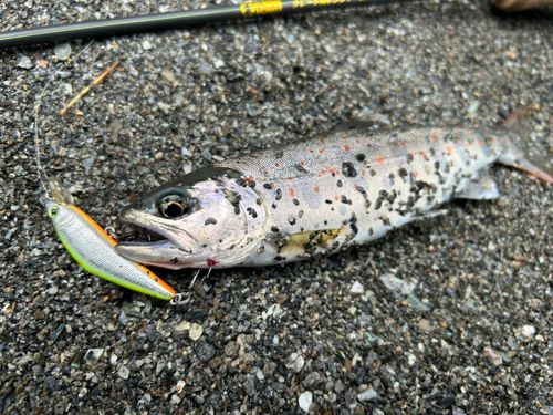 アマゴの釣果