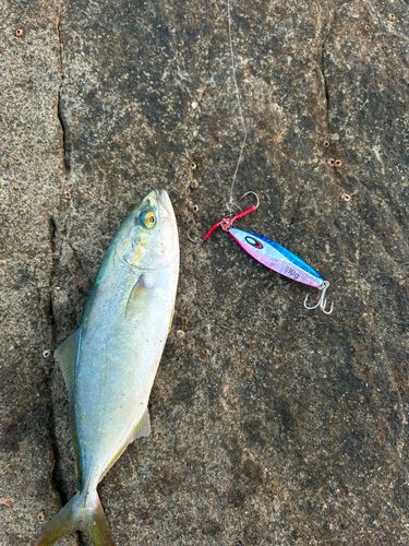 ワカシの釣果