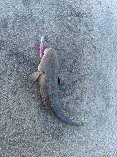 マゴチの釣果