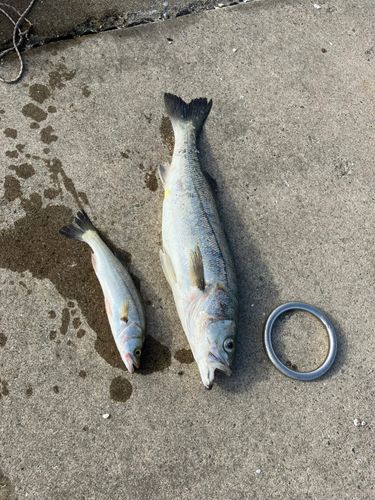 フッコ（マルスズキ）の釣果