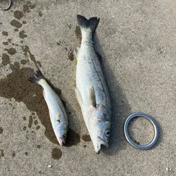 フッコ（マルスズキ）