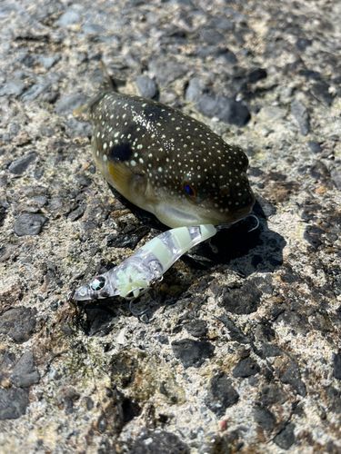 クサフグの釣果