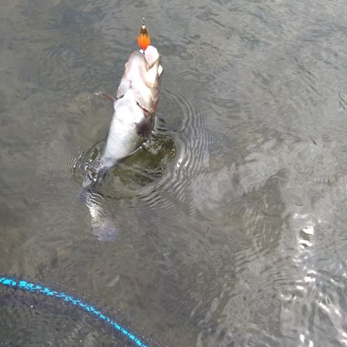 ニジマスの釣果