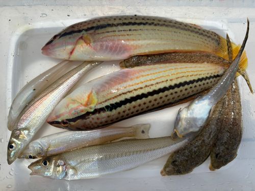 キスの釣果