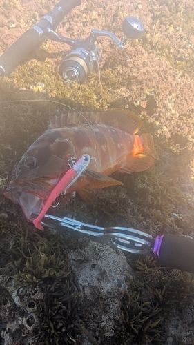 アカハタの釣果