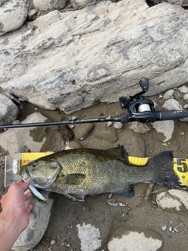 スモールマウスバスの釣果