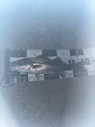 スズキの釣果