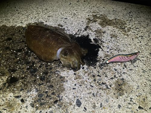 コウイカの釣果