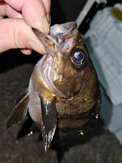 メバルの釣果