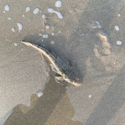 マゴチ