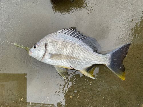 キビレの釣果