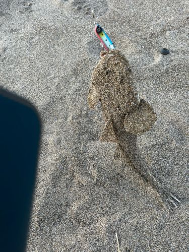 マゴチの釣果