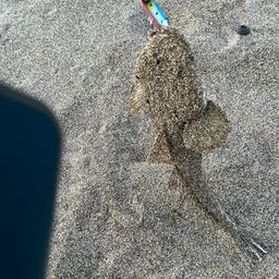 マゴチ