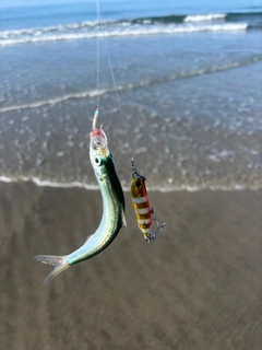 サッパの釣果