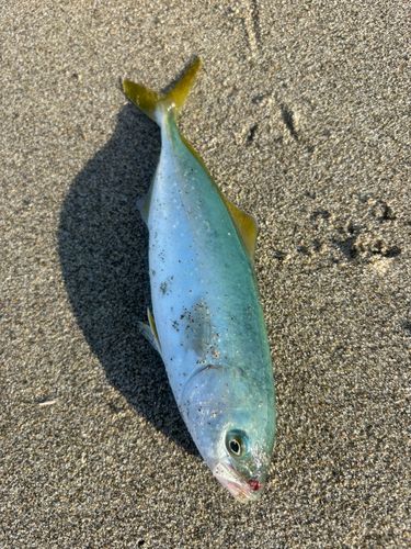 ワカシの釣果