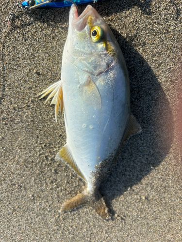 ショゴの釣果
