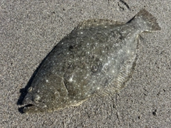 ソゲの釣果
