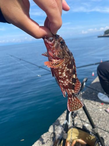 カサゴの釣果