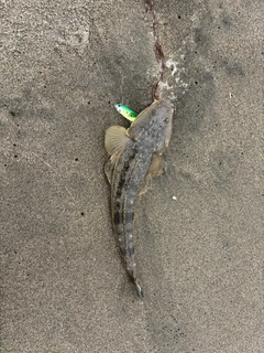 コチの釣果