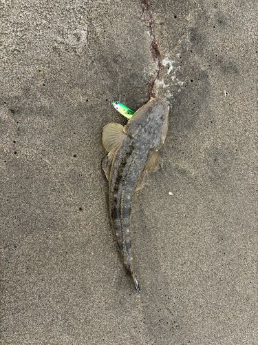 コチの釣果