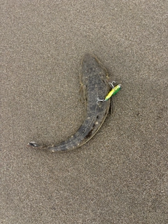 コチの釣果