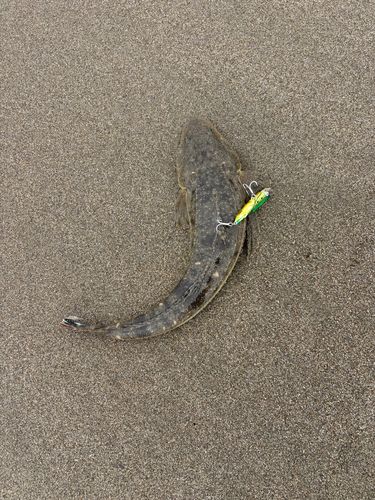 コチの釣果