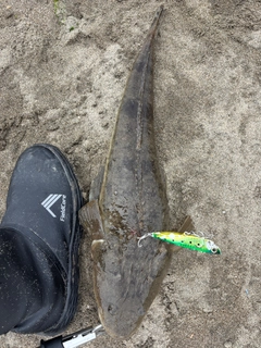 コチの釣果
