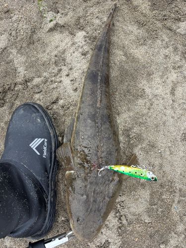 コチの釣果