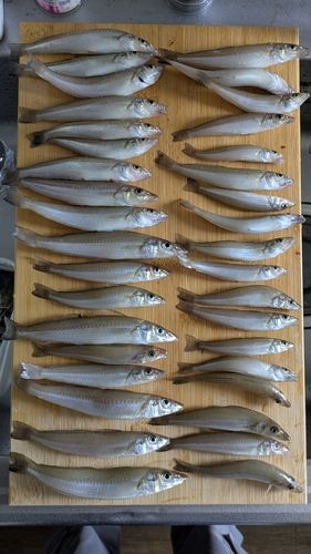 キスの釣果