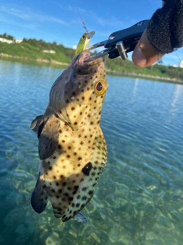 イシミーバイの釣果